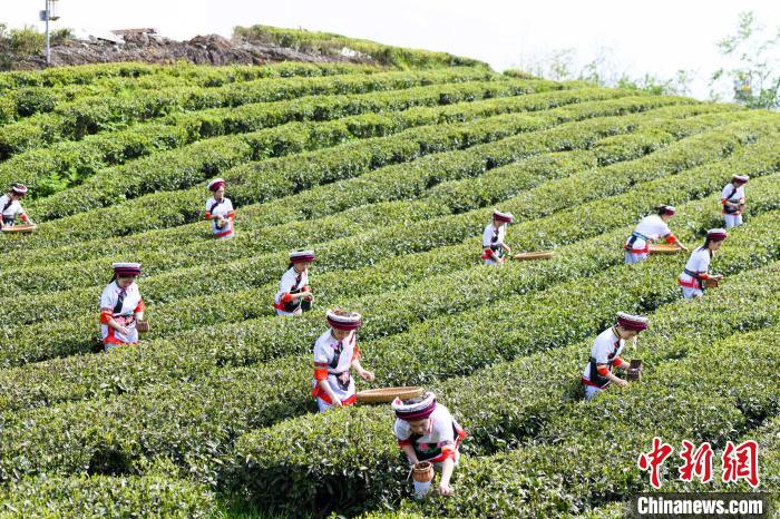 眾多白族村民身著民族服飾走進茶園采摘?！钊A峰 攝