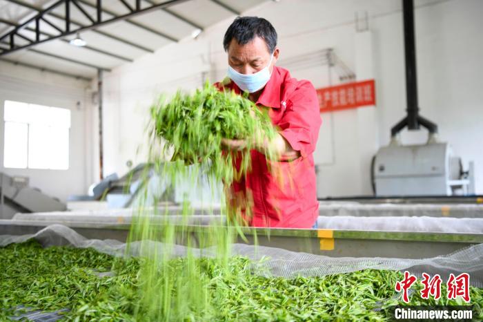 村民將茶葉攤青晾干。　楊華峰 攝