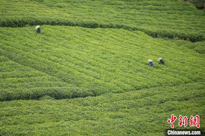 茶農(nóng)采摘谷雨茶?！√普?攝