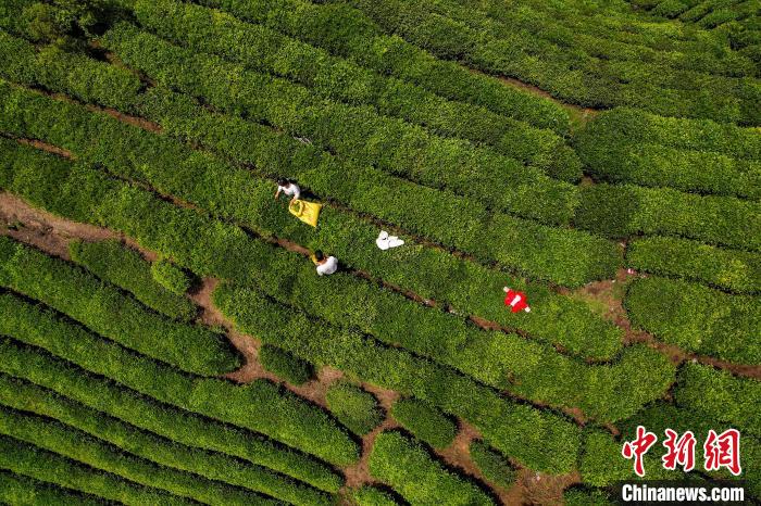 茶農(nóng)正在采摘新鮮茶葉?！√普?攝