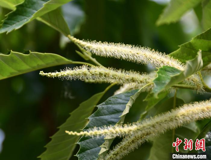 毛茸茸的栗花。　郝云崎 攝