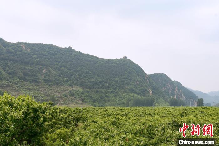 長(zhǎng)城腳下萬(wàn)畝栗花綻放，散發(fā)出淡淡清香?！『略破?攝