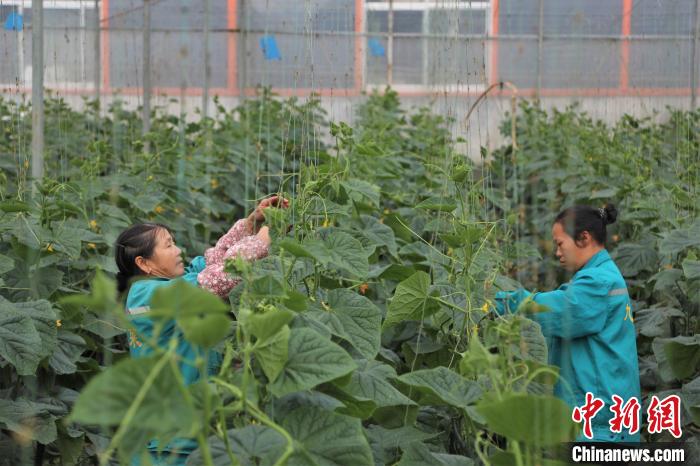 在一農企的蔬菜大棚內，拿山鎮(zhèn)溝邊村洲頭組村民羅梅華和工友給黃瓜人工授粉。　劉力鑫 攝