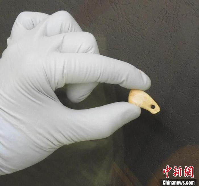 打孔鹿牙墜飾提取DNA后(圖片來自馬克斯·普朗克演化人類學研究所)?！∈┢樟指瘛ぷ匀?供圖