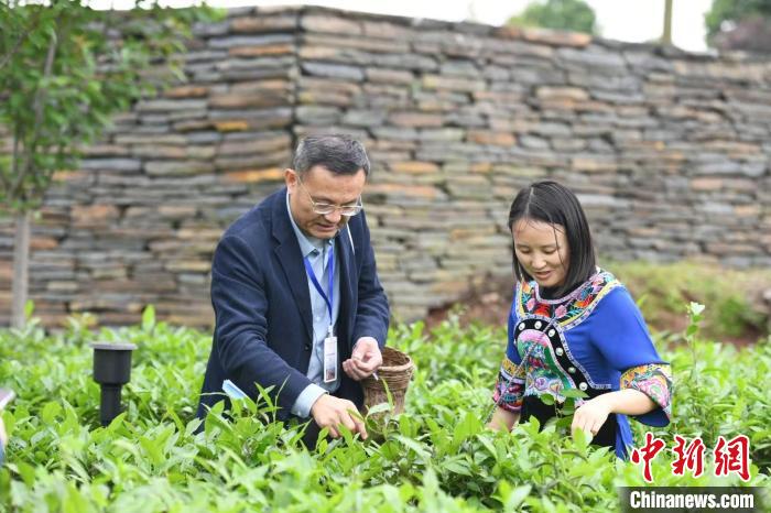 東盟國(guó)家媒體記者在辰龍關(guān)茶園采茶?！钊A峰 攝