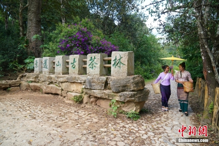 普洱景邁山古茶林文化景觀位于中國(guó)云南省普洱市瀾滄拉祜族自治縣惠民鎮(zhèn)。<a target='_blank' href='/' _fcksavedurl='/'><p  align=