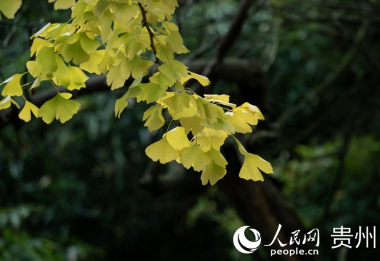 觀山湖公園秋意漸濃。人民網 陽茜攝