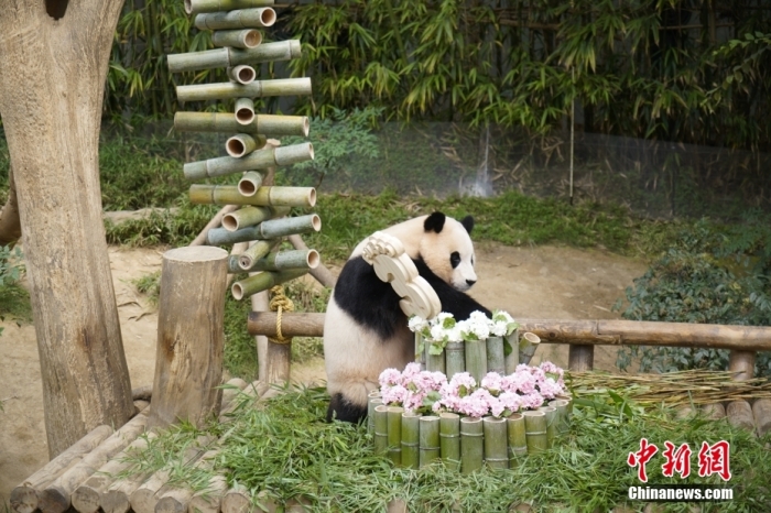 資料圖：旅韓大熊貓“福寶”。<a target='_blank' href='/'><p  align=