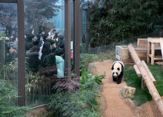 2月20日，韓國民眾在韓國愛寶樂園參觀大熊貓“福寶”。新華社記者姚琪琳攝