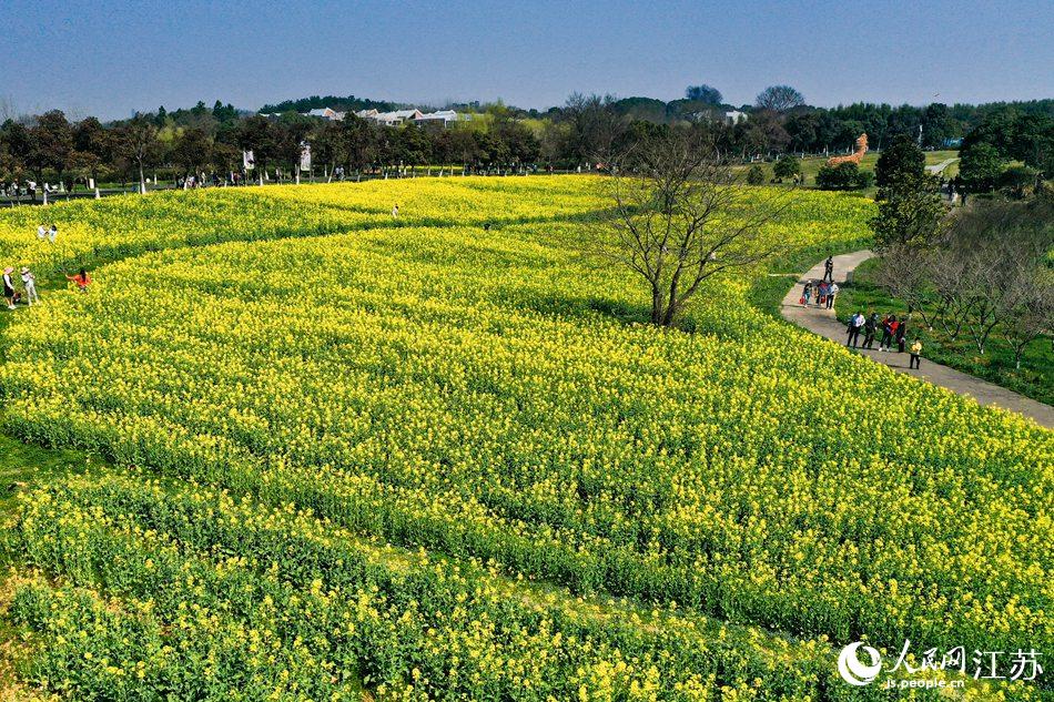高淳區(qū)椏溪國際慢城桃花扇廣場油菜花田。劉列攝