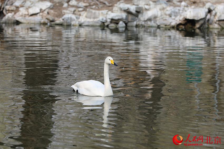 北京動(dòng)物園水禽湖上，水鳥游弋其中，傳遞春的消息。人民網(wǎng) 尹星云攝