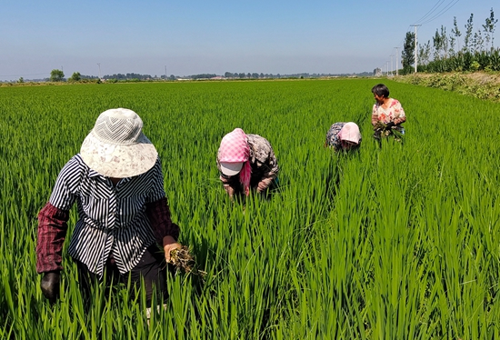 7月15日，農(nóng)民在河北省玉田縣石臼窩鎮(zhèn)王家樓村稻田勞作。 張仁杰攝