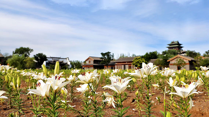 北京世園公園百合陸續(xù)盛放。（北京世園公園供圖）