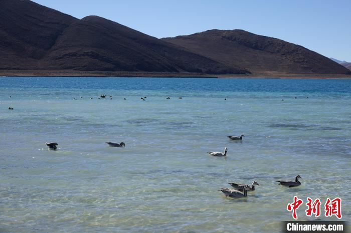 圖為過冬的候鳥在羊湖游弋?！∪轿木?攝