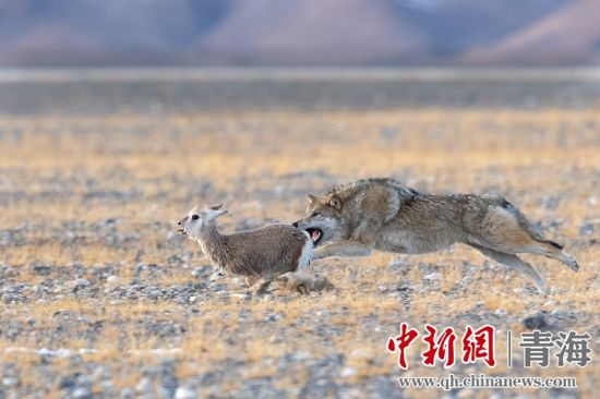 圖為獲獎作品。同海元供圖