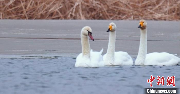 圖為疣鼻天鵝與大天鵝?！∏嗪夜珗@觀鳥協(xié)會供圖 攝
