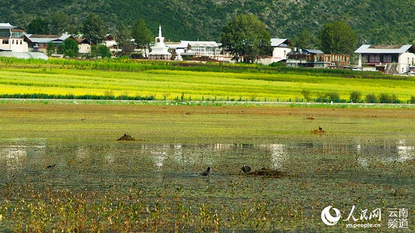 納帕海成為鳥類遷徙停留地。呂昊辰攝
