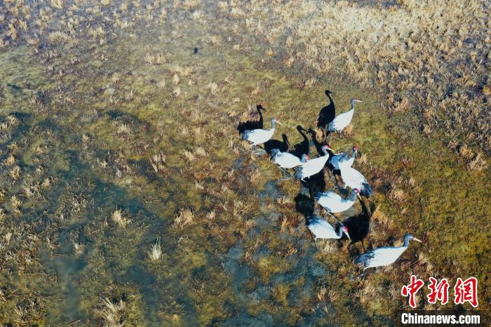 圖為黑頸鶴群在濕地中曬太陽(yáng)?！】姥?攝