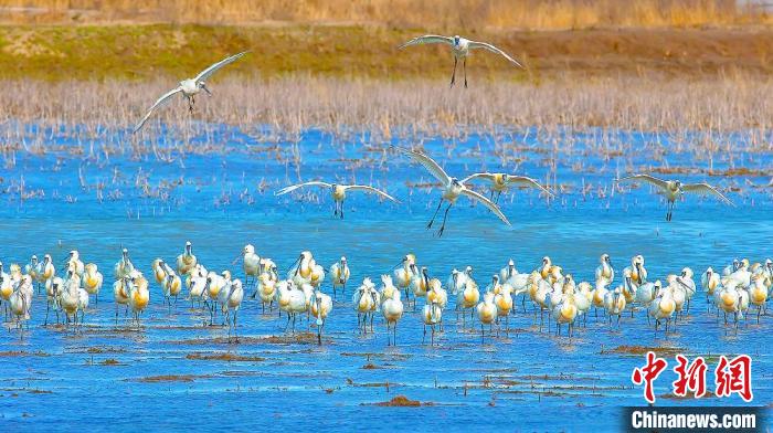 沿海濕地，鳥類天堂?！←}城市委宣傳部供圖