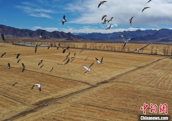 圖為黑頸鶴在拉薩市林周縣境內(nèi)飛翔?！∝暩聛硭?攝