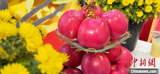 2021年10月15日，中國(guó)蘋果首屆產(chǎn)銷峰會(huì)暨甘肅平?jīng)龉焚Q(mào)易大會(huì)在平?jīng)鍪徐o寧縣開幕。(資料圖) 魏建軍 攝