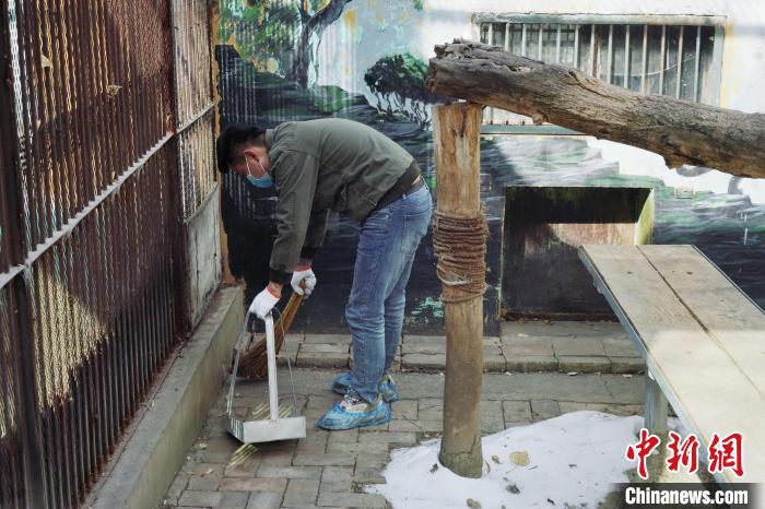 圖為雪豹“奶爸”史壽軍正在打掃豹館衛(wèi)生?！●R銘言 攝