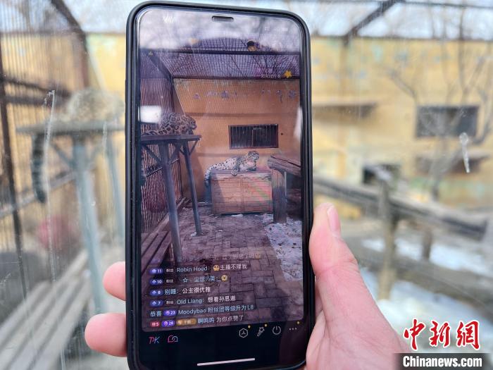 圖為雪豹“奶爸”史壽軍正在直播?！●R銘言 攝