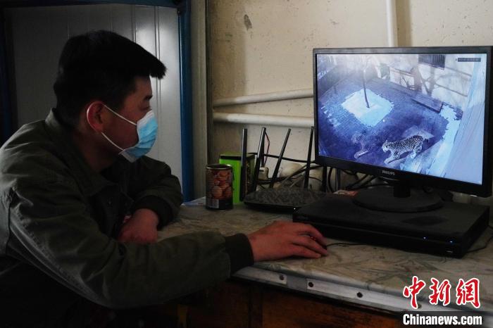 圖為雪豹“奶爸”史壽軍通過監(jiān)控察看雪豹情況?！●R銘言 攝