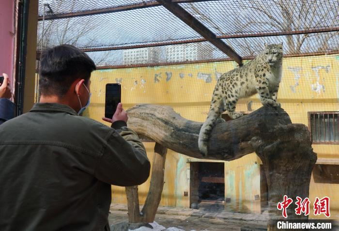 圖為雪豹“奶爸”史壽軍正在直播?！●R銘言 攝