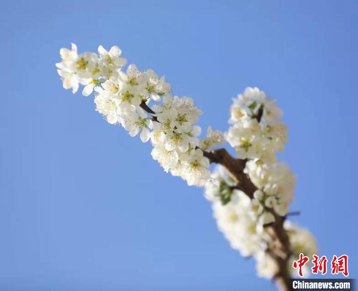 李花盛開?！『吻搴?攝