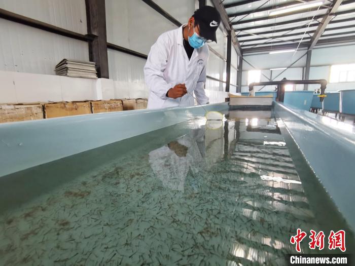 圖為工作人員檢查魚苗?！?zhí)砀?攝