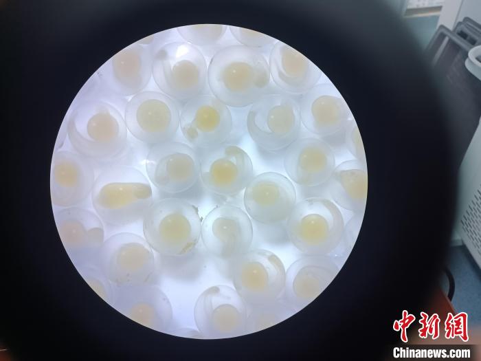圖為顯微鏡下的魚卵。　青海湖裸鯉救護中心 供圖