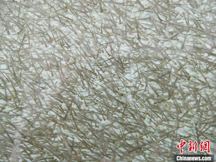 圖為密集分布的魚苗?！?zhí)砀?攝