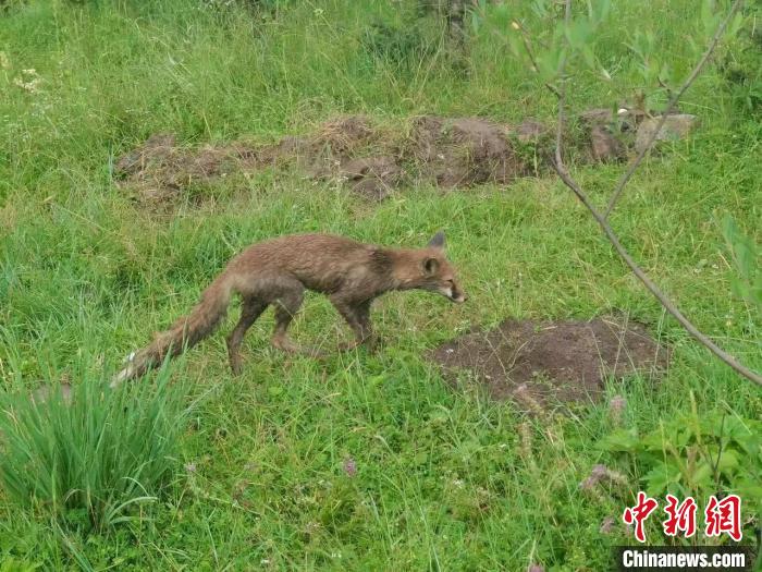 青?；ブ骄戎鷩叶壉Ｗo(hù)野生動(dòng)物赤狐