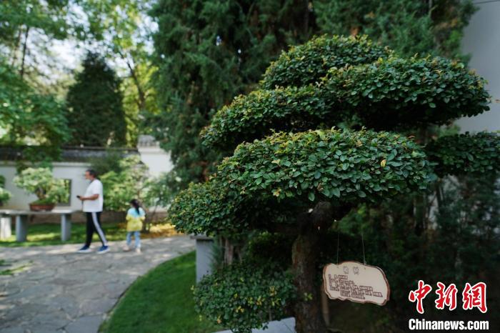 圖為在西寧園林植物園內(nèi)，造型奇特的盆景吸引市民?！●R銘言 攝