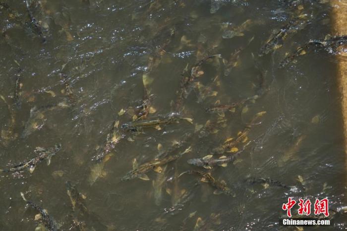 資料圖：圖為今年5月底到8月初，青海湟魚洄游產(chǎn)卵 馬銘言攝