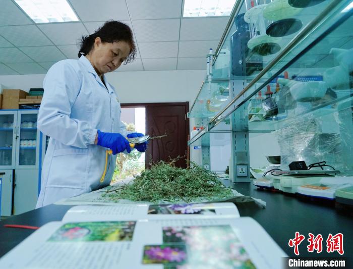 圖為張錦梅在實驗室工作。　馬銘言 攝