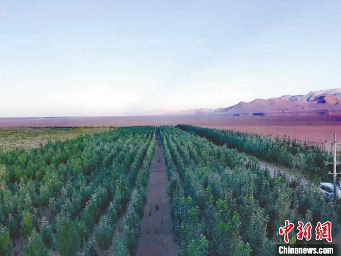 圖為格爾木境內種植的綠樹?！「駹柲救诿襟w中心供圖