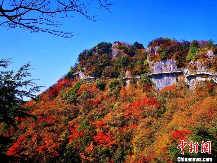 巴山大峽谷漫天紅葉?！埰?攝