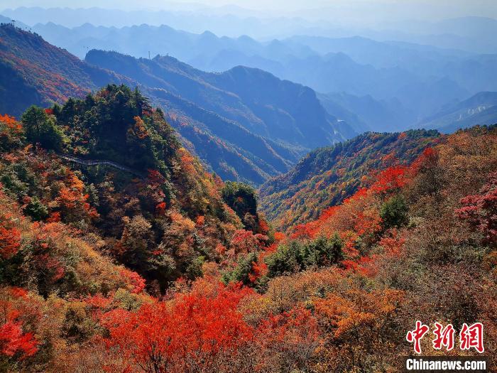 巴山大峽谷漫天紅葉。　張平 攝