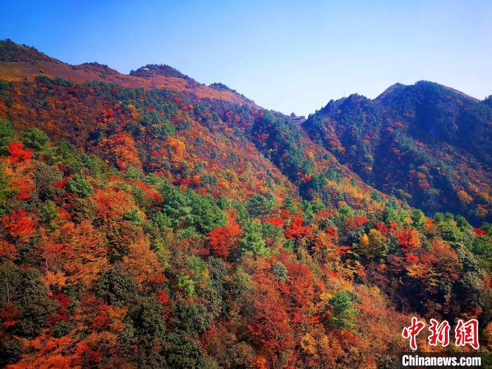 巴山大峽谷漫天紅葉?！埰?攝