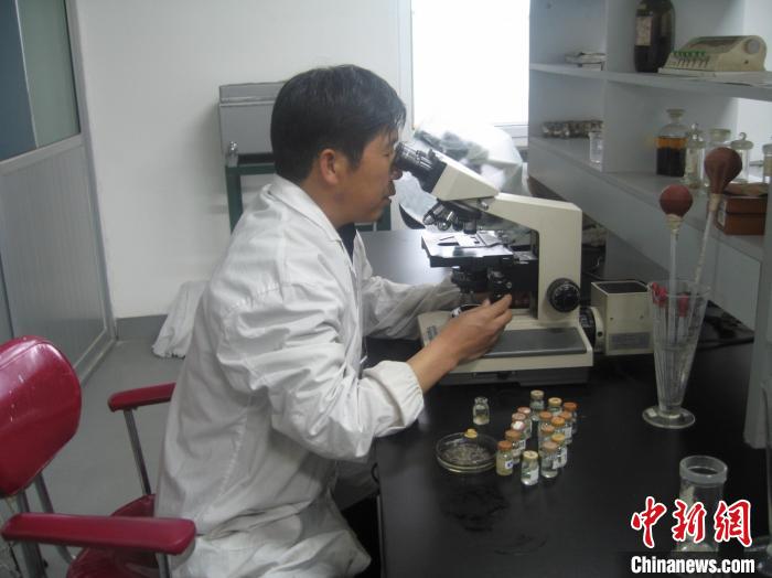 資料圖為研究團隊進行實驗室寄生蟲分類鑒定。　 青海省畜牧獸醫(yī)科學院供圖