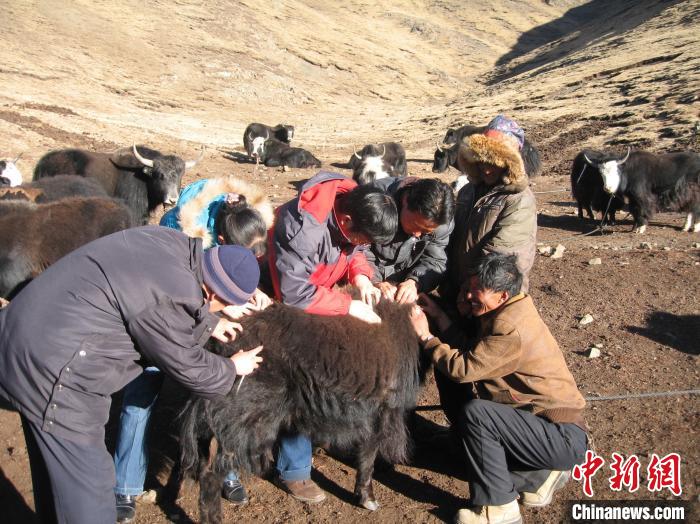 資料圖為研究團隊在青南高原地區(qū)開展了牦牛寄生蟲病流行病學和防治技術研究?！?青海省畜牧獸醫(yī)科學院供圖
