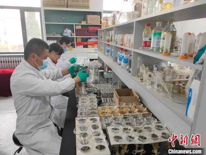 資料圖為研究團隊進行樣本檢查?！?青海省畜牧獸醫(yī)科學院供圖