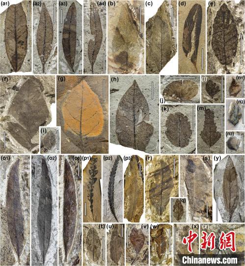 中始新世熱魯化石植物群(4500萬(wàn)–4000萬(wàn)年前)。　中科院青藏高原所 供圖