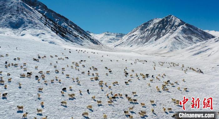 圖為羊群在雪地里覓食?！《继m縣融媒體中心供圖