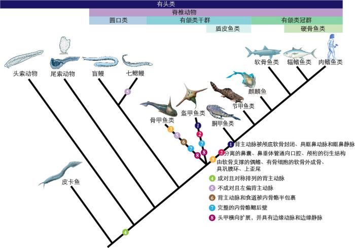 一些關(guān)鍵特征在脊索動物中的演化?！∶宪版?繪圖 攝