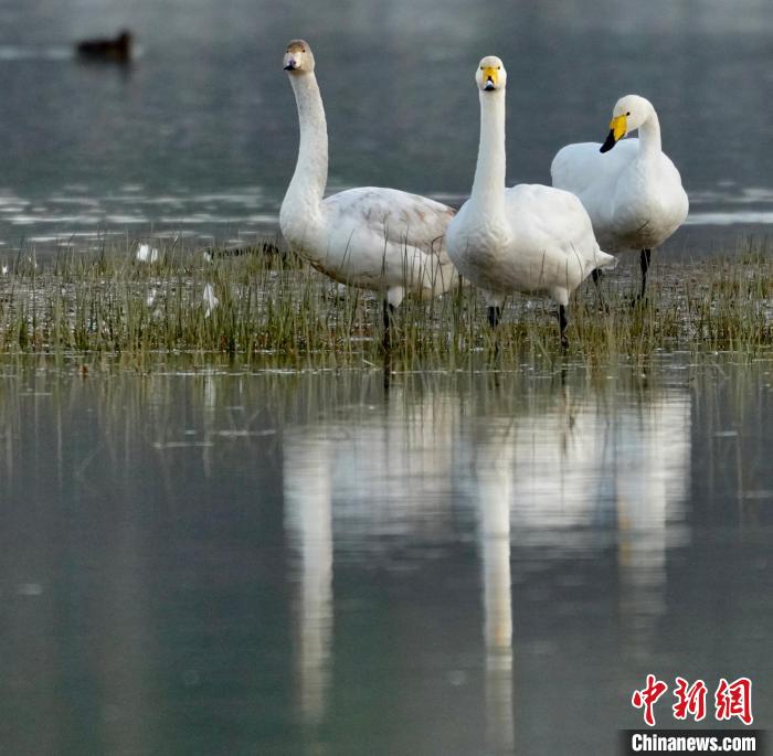 圖為三只大天鵝?！±钣穹?攝