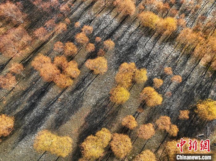 入冬時(shí)節(jié)，雅魯藏布江畔的樹林一片金黃。　董志雄 攝