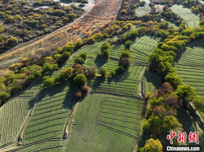 圖為11月8日，雅魯藏布江畔的高原梯田?！《拘?攝